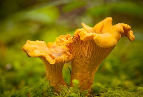 Лисички   самый ценный гриб европейской средней полосы.