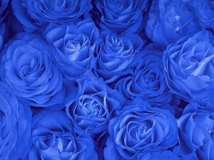 Голубые розы – сказка или реальность?